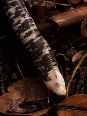 Amphisbaena fuliginosa