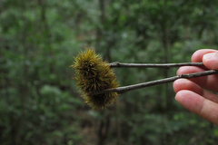 Liquidambar formosana