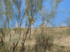 Lepus granatensis