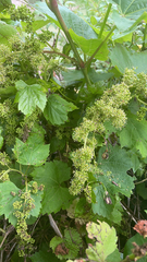 Vitis riparia