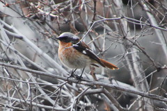 Phoenicurus erythronotus