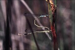 Austrolestes analis