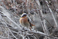 Phoenicurus erythronotus