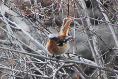 Phoenicurus erythronotus