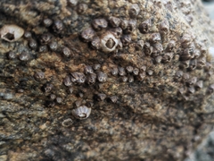 Amphibalanus amphitrite