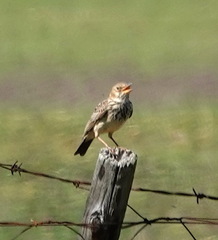 Galerida magnirostris