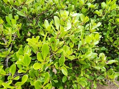 Aegiceras corniculatum