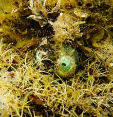Lunella undulata