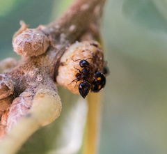 Crematogaster coarctata