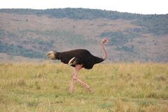 Struthio camelus massaicus