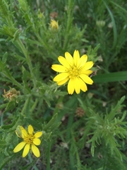Osteospermum muricatum