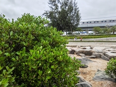 Aegiceras corniculatum