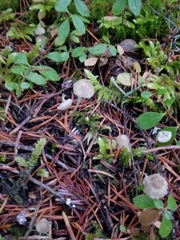 Mycena capillaripes
