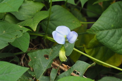 Psophocarpus tetragonolobus