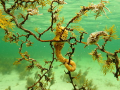 Hippocampus abdominalis