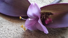 Tradescantia pallida