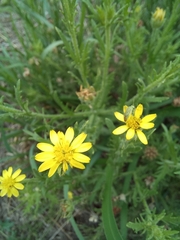 Osteospermum muricatum