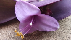 Tradescantia pallida