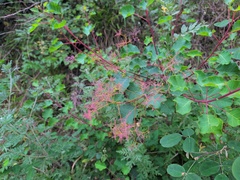 Cotinus szechuanensis