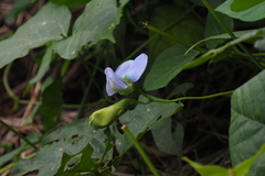 Psophocarpus tetragonolobus