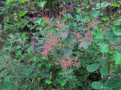 Cotinus szechuanensis