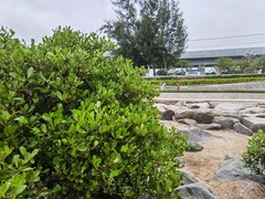 Aegiceras corniculatum