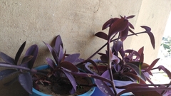 Tradescantia pallida