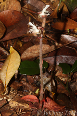 Anoectochilus roxburghii