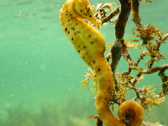 Hippocampus abdominalis