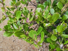 Aegiceras corniculatum