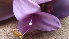 Tradescantia pallida