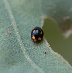 Hyperaspis quadrioculata