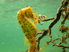 Hippocampus abdominalis