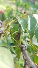 Pseudophyllodromiinae