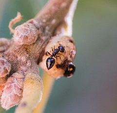 Crematogaster coarctata
