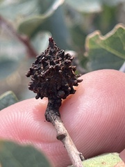 Burnettweldia corallina