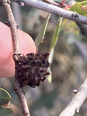 Burnettweldia corallina