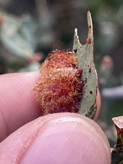 Andricus crystallinus