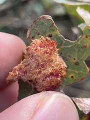 Andricus crystallinus