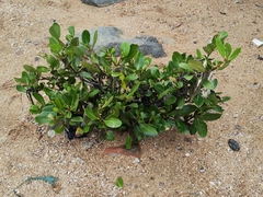 Aegiceras corniculatum