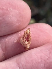 Andricus crystallinus