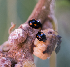 Hyperaspis quadrioculata