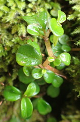 Peperomia retusa