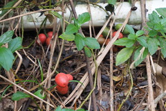 Gnetum luofuense