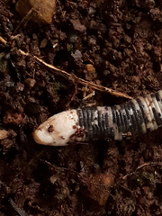 Amphisbaena fuliginosa