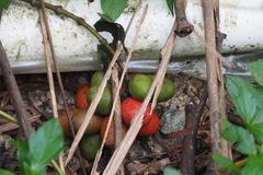 Gnetum luofuense