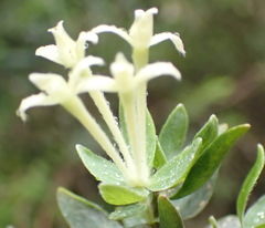 Gnidia denudata