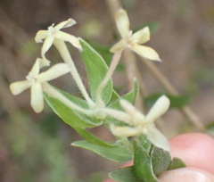 Gnidia denudata