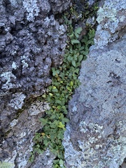 Pleopeltis riograndensis