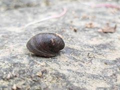 Neripteron violaceum